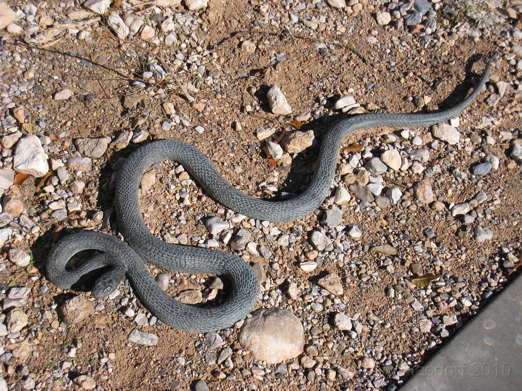 Las Vegas 2010 - Red Rock 0381.JPG - The 2010 Las Vegas Fire - Ice and Sweat Tour. Half Marathon, Red Rock Canyon, Casinos, Valley of Fire.... and buffets!